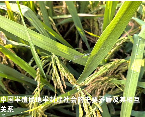 中国半殖民地半封建社会的主要矛盾及其相互关系