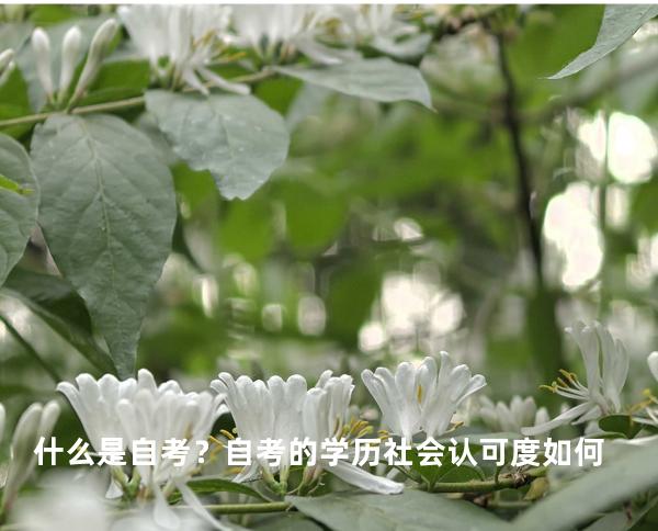什么是自考？自考的学历社会认可度如何