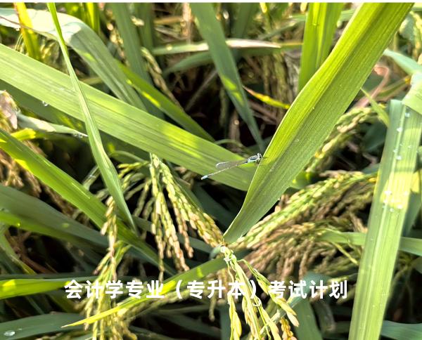 会计学专业（专升本）考试计划