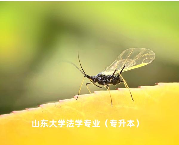  山东大学 法学专业（专升本）