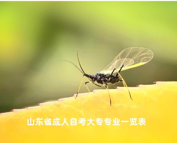 山东省成人自考大专专业一览表