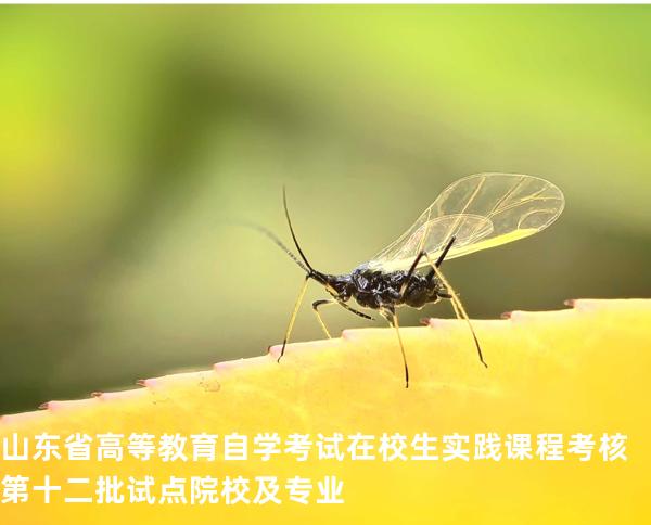 山东省高等教育自学考试在校生实践课程考核第十二批试点院校及专业
