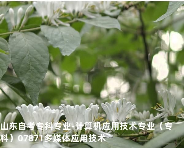 山东自考专科专业-计算机应用技术专业（专科）07871多媒体应用技术