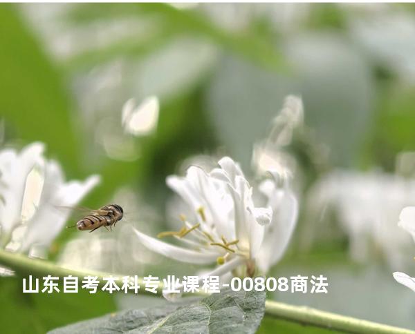 山东自考本科专业课程-00808商法