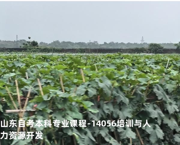 山东自考本科专业课程-14056培训与人力资源开发