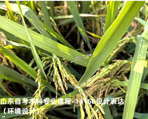山东自考本科专业课程-14166设计表达（环境设计）