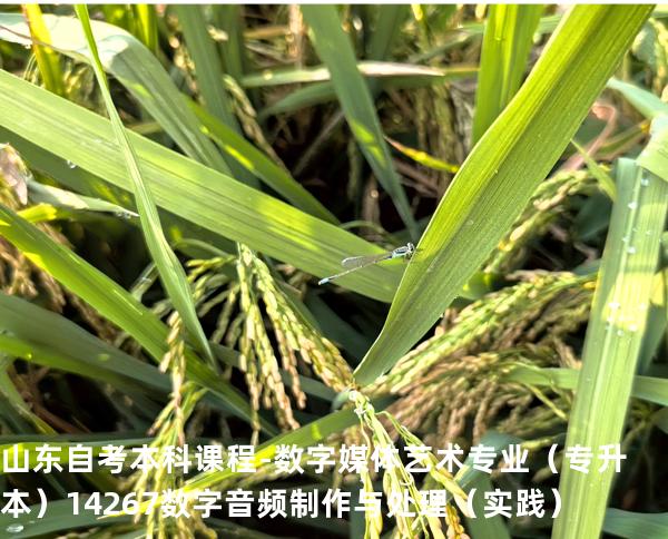 山东自考本科课程-数字媒体艺术专业（专升本）14267数字音频制作与处理（实践）