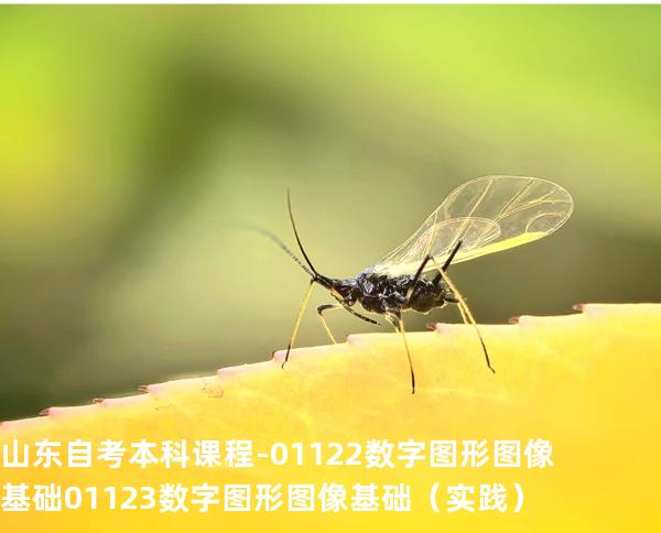 山东自考本科课程-01122数字图形图像基础 01123数字图形图像基础（实践）