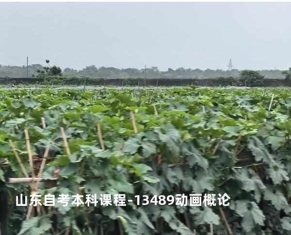 山东自考本科课程-13489动画概论