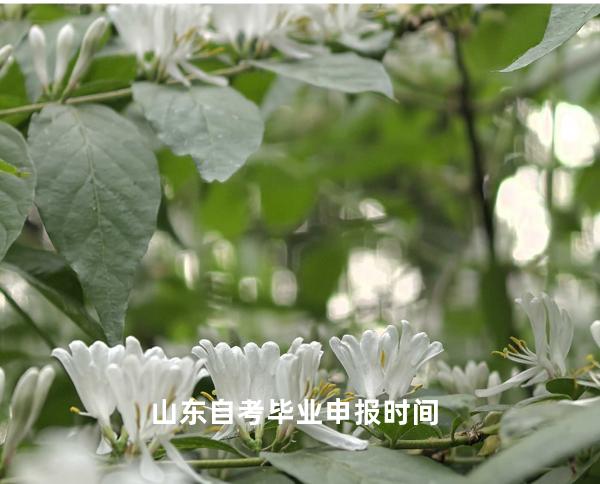 山东自考毕业申报时间