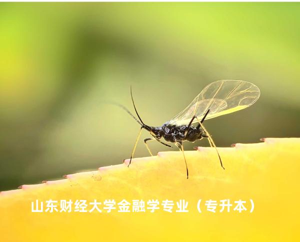 山东财经大学 金融学专业（专升本）
