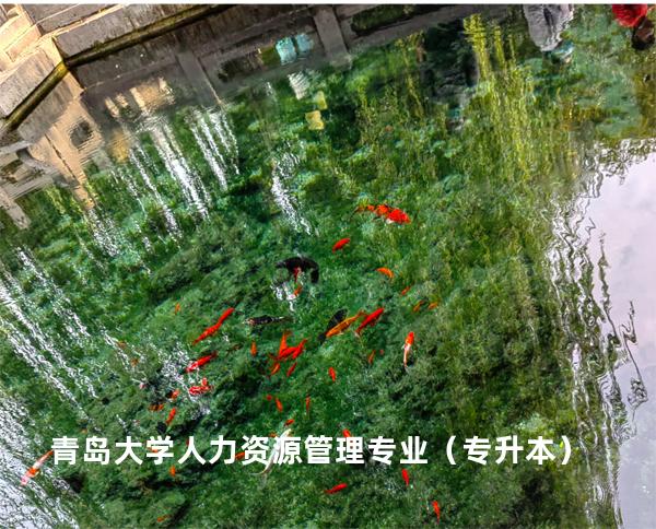 青岛大学 人力资源管理专业（专升本）