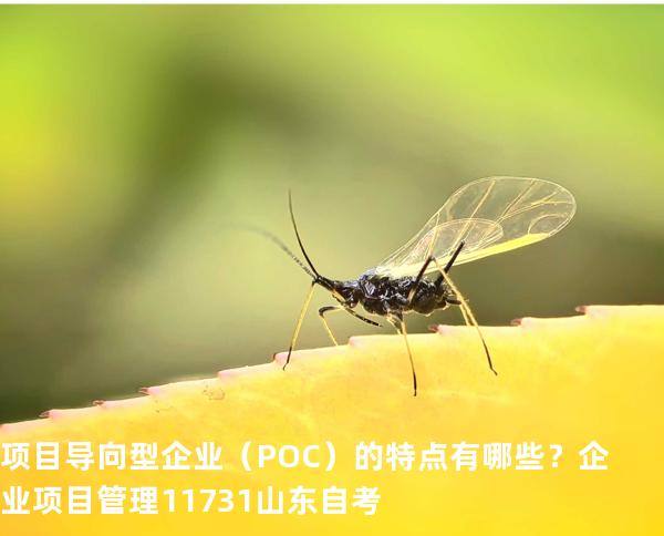 项目导向型企业（POC）的特点有哪些？企业项目管理 11731 山东自考