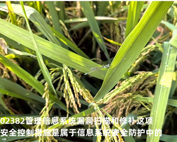 02382管理信息系统  漏洞扫描和修补这项安全控制措施是属于信息系统安全防护中的